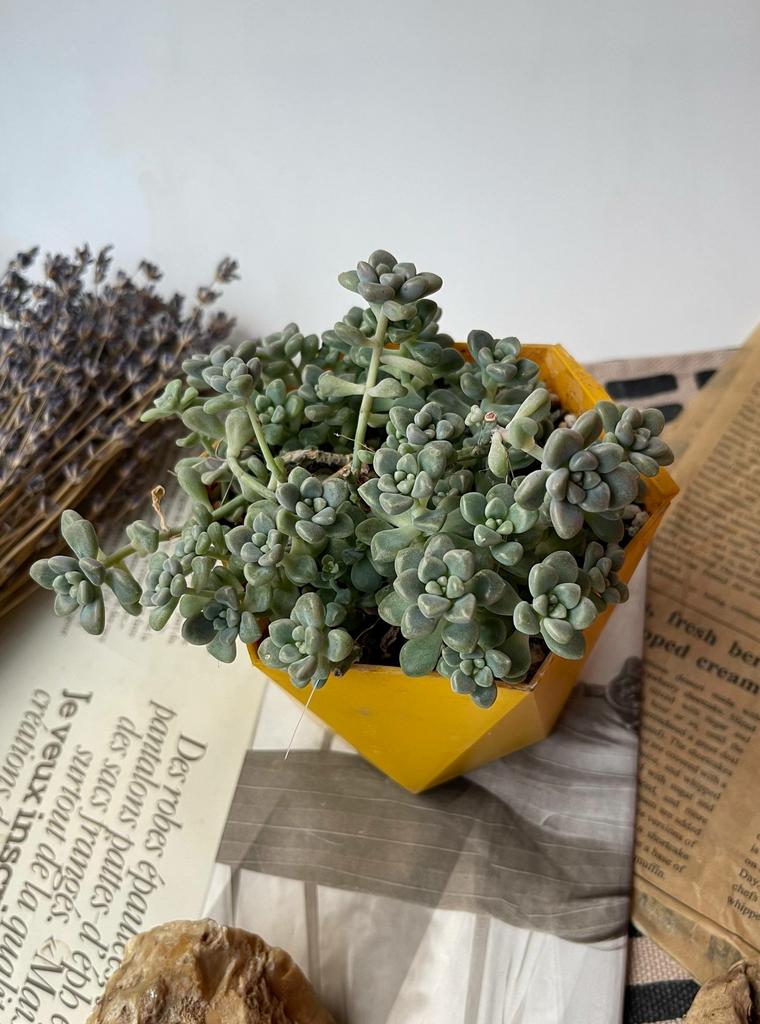 Граптопеталум Мендоза