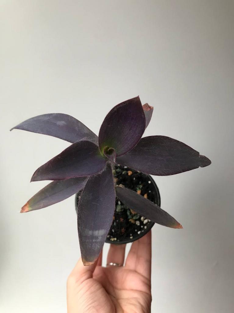 Сеткреазия Пурпурная