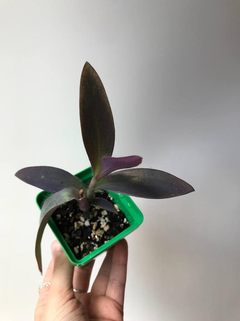 Сеткреазия Пурпурная