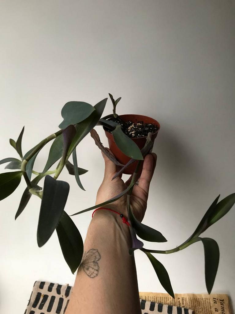 Сеткреазия Пурпурная