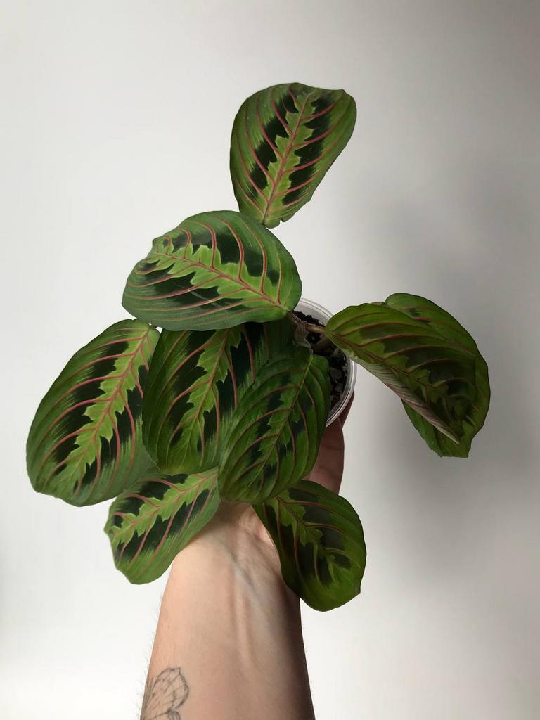 Маранта Триколор