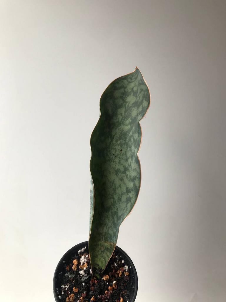 Сансевиерия Масониана Виктория D8