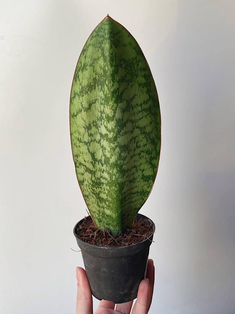 Сансевиерия Масониана Виктория D8