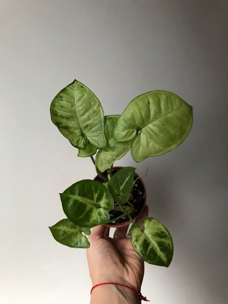 Сингониум Энджел Бейби