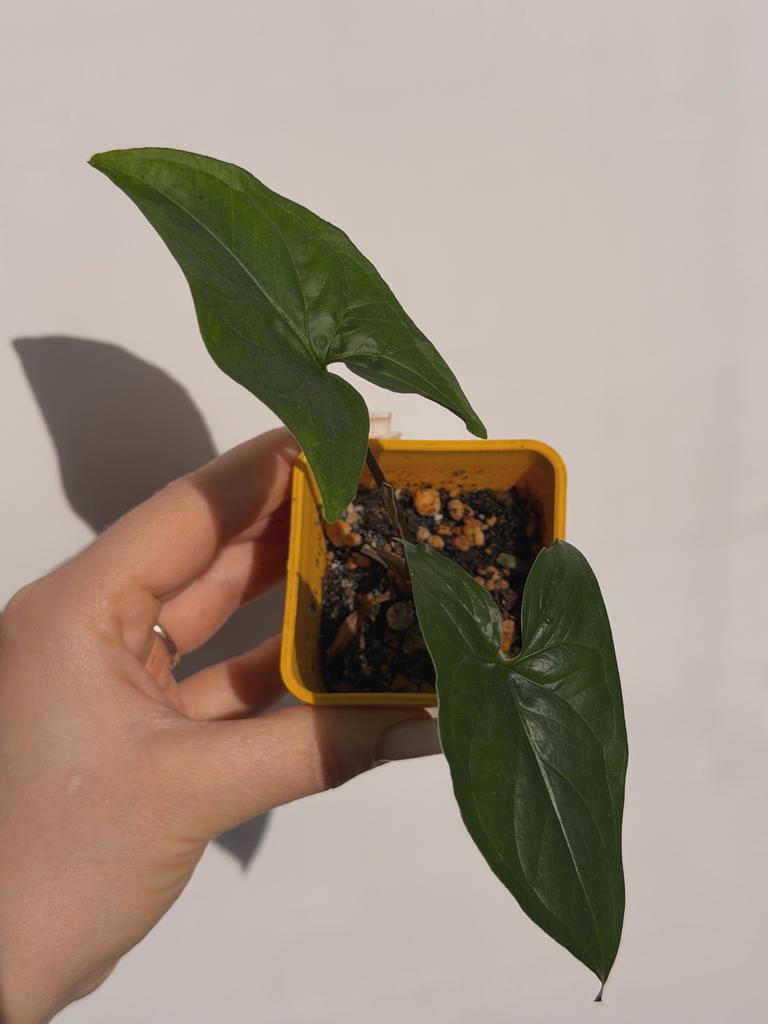 Сингониум Sp