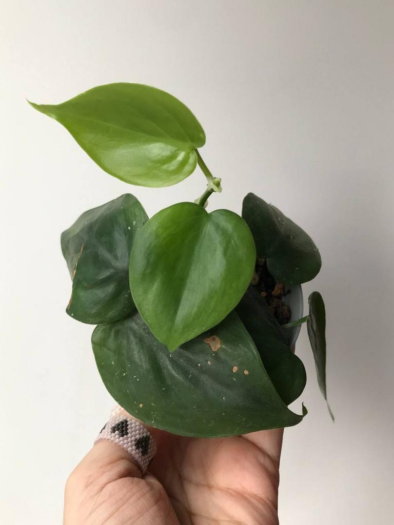 Филодендрон Сканденс