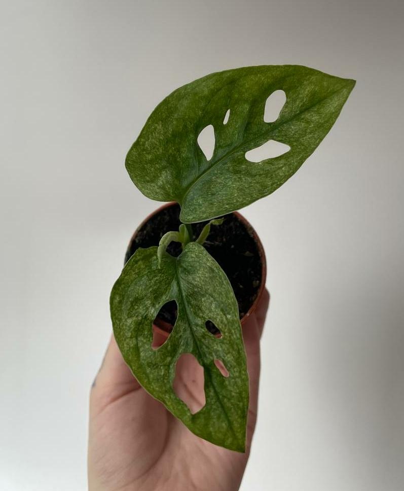 Монстера Адансони Минт D6