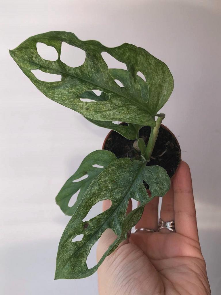 Монстера Адансони Минт D6