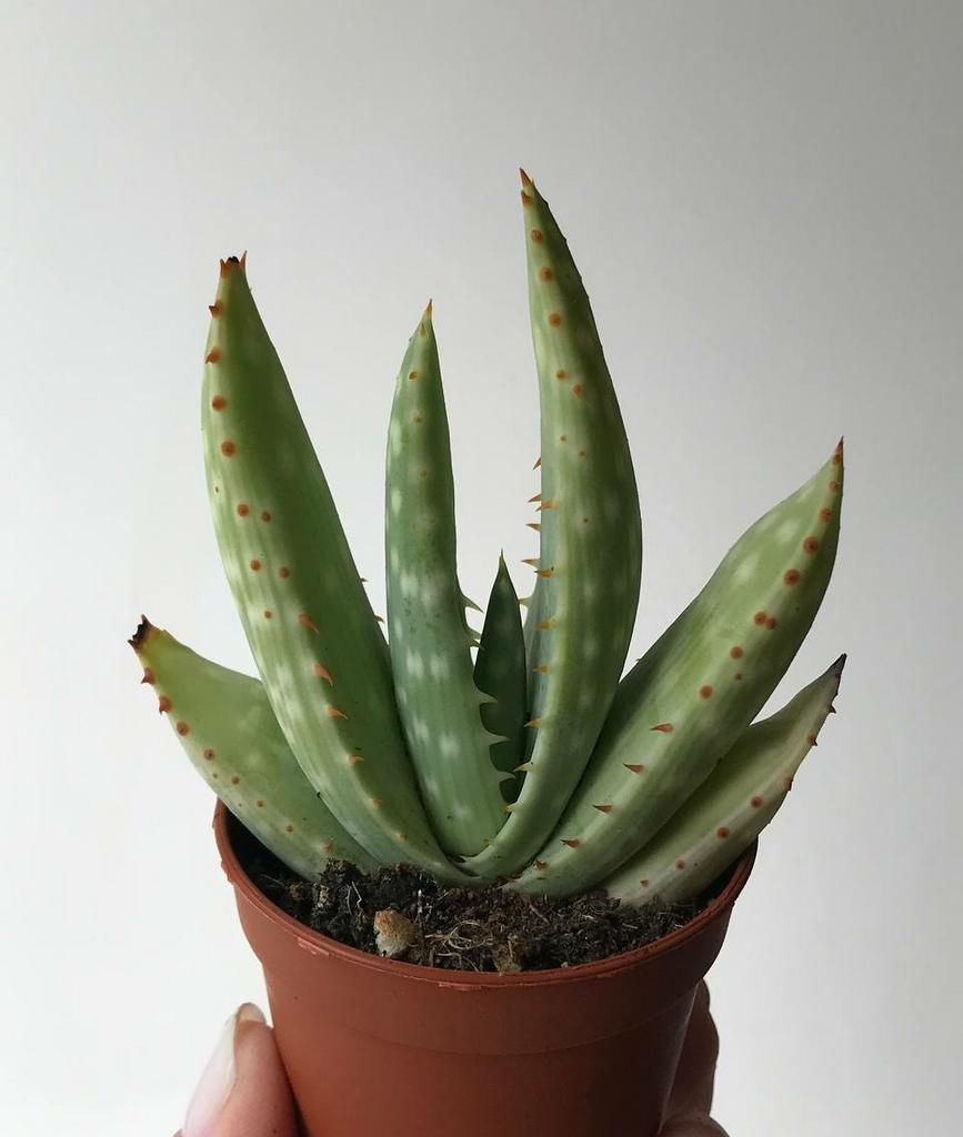 Алоэ Акулеата