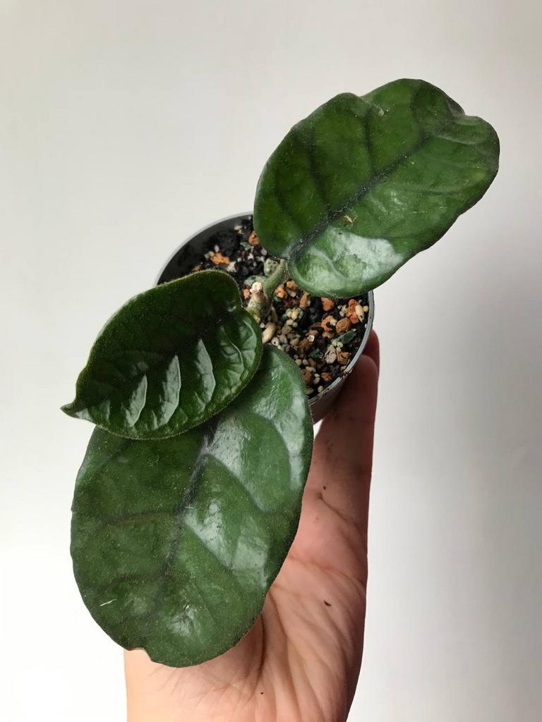 Хойя Виллоза D9