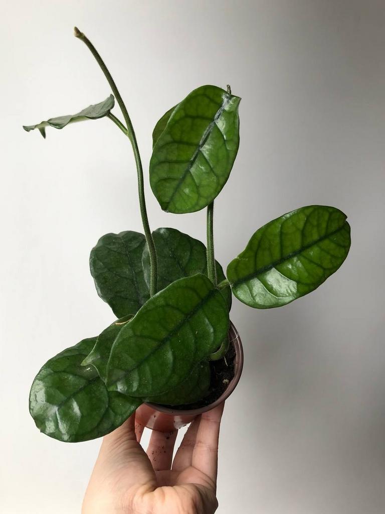 Хойя Виллоза D9