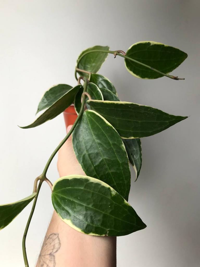 Хойя Макрофилла Альбомаргината D9