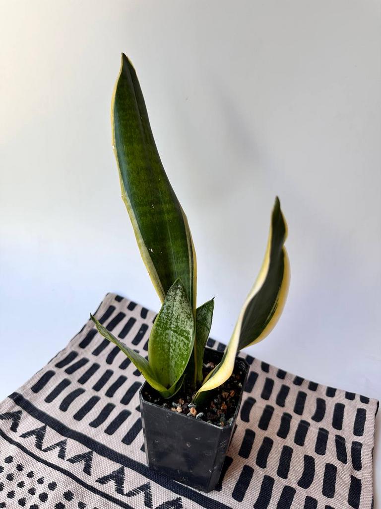 Сансевиерия Лауренти