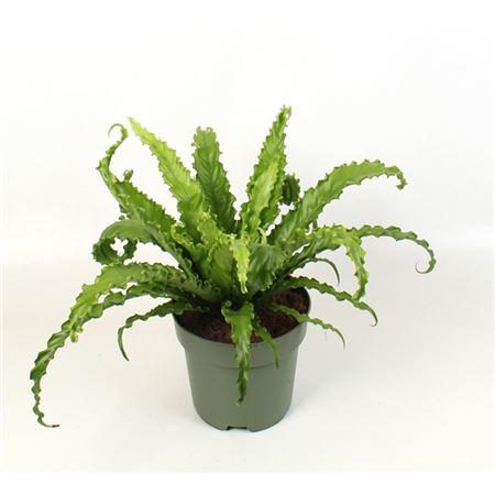 Асплениум Антикум Осака (D21 H45 см)