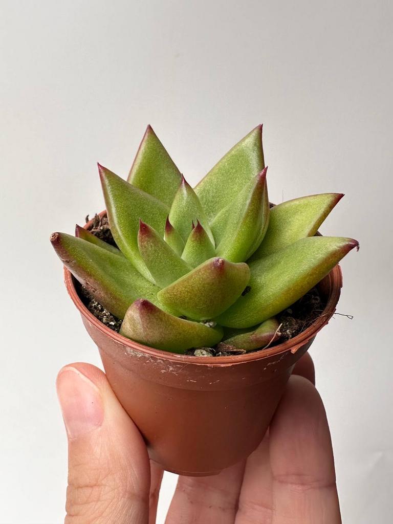 Эхеверия Липстик