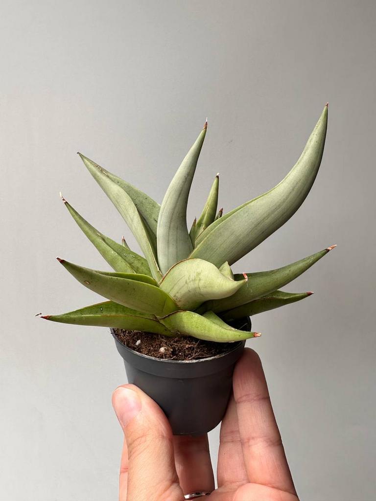 Сансевиерия Чанин Краун D6