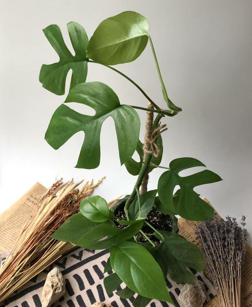 Монстера Рафидофора (минима) на тотеме