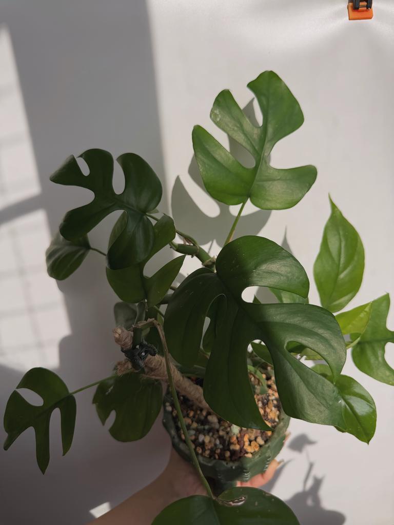 Монстера Рафидофора (минима) на тотеме