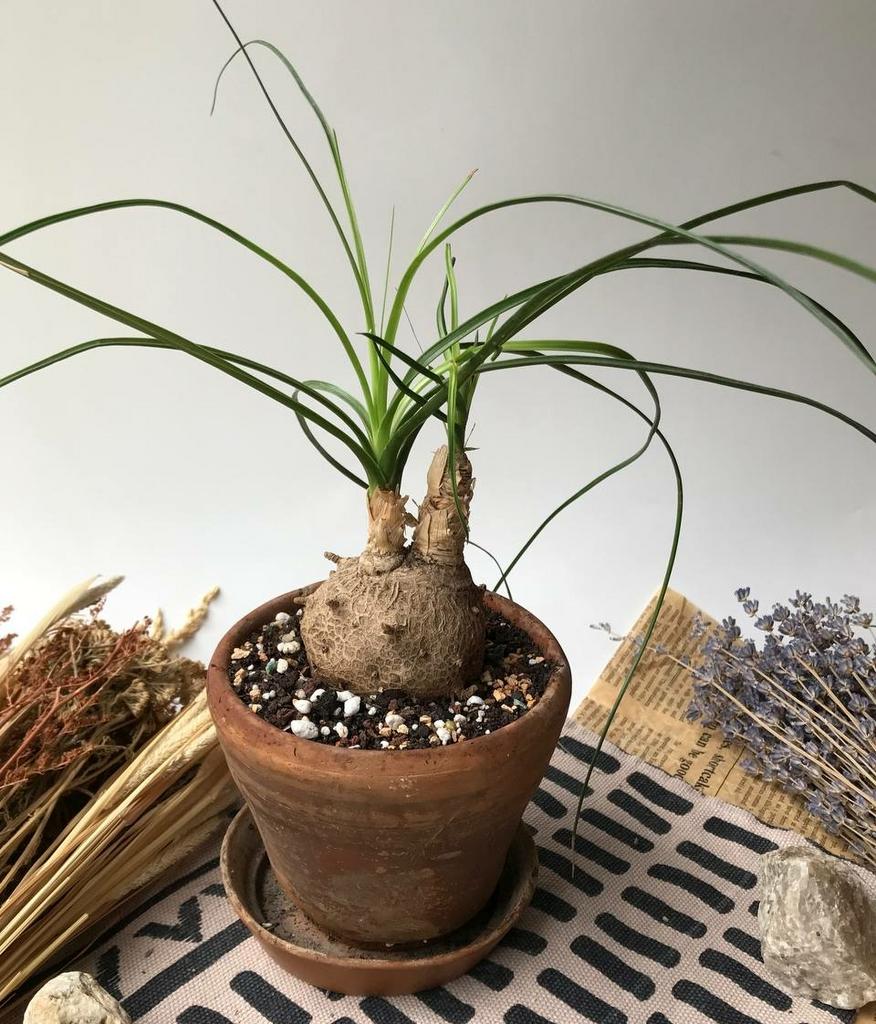 Нолина в терракоте