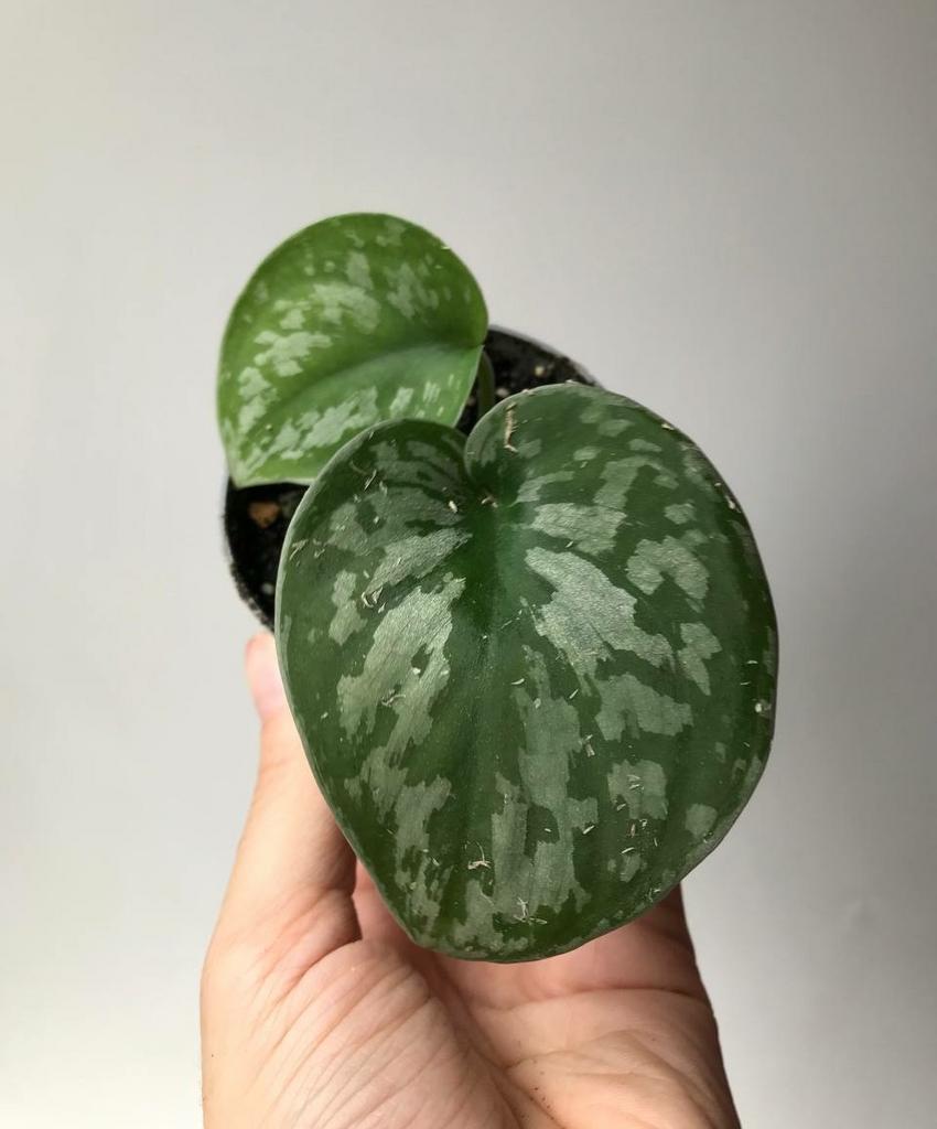 Сциндапсус Треби Экзотика