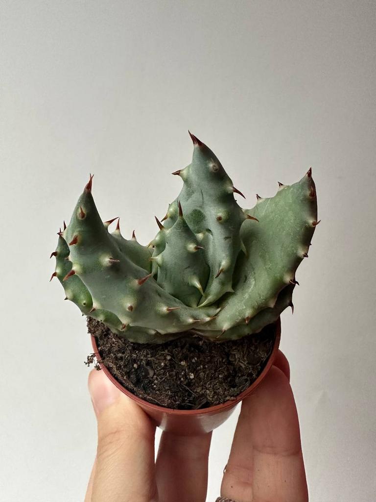 Алоэ Пеглера