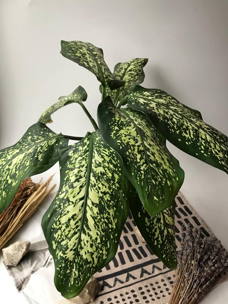 Диффенбахия