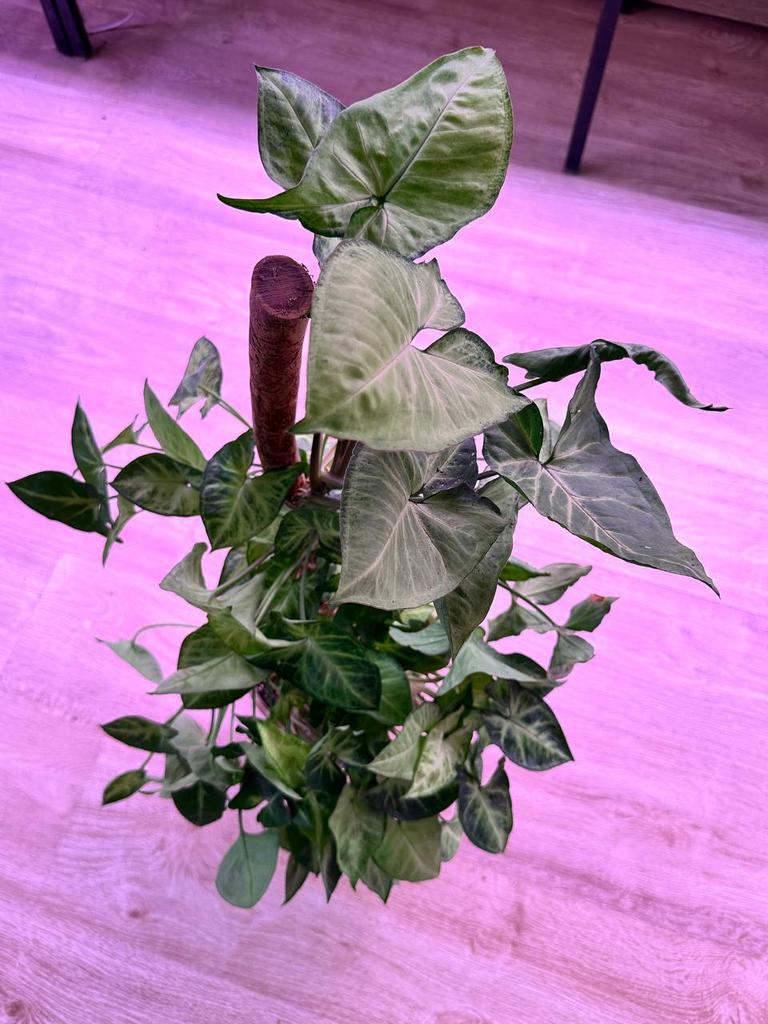 Сингониум Пикси в терракотовом горшке на опоре