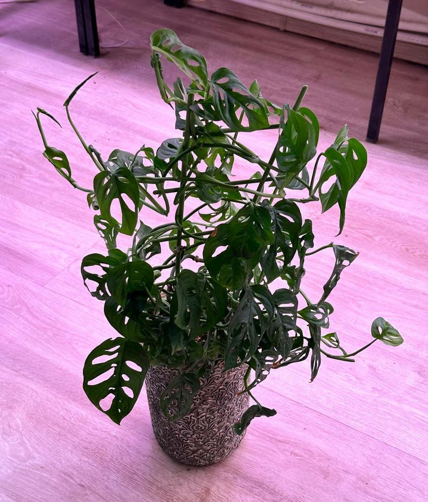 Монстера Манки в высоком керамическом кашпо