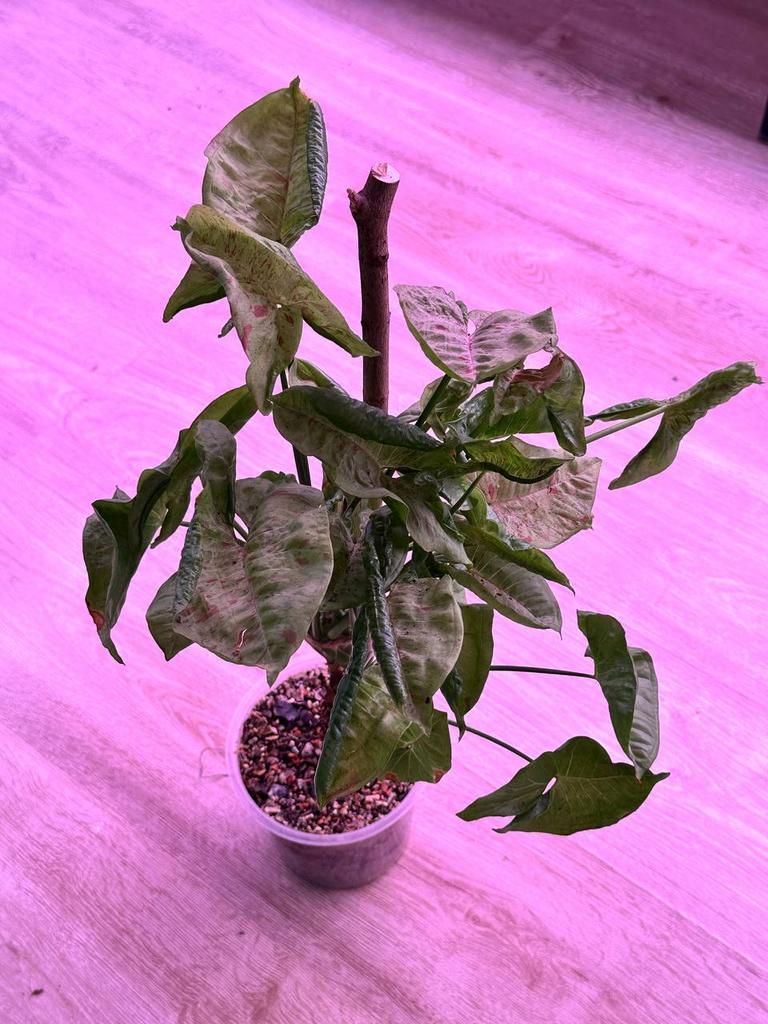 Сингониум Милк Конфетти