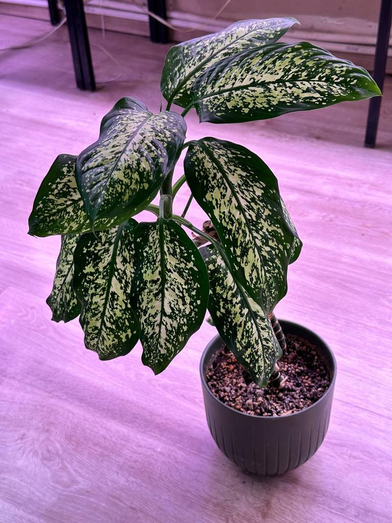 Диффенбахия на тотеме (3 ствола)