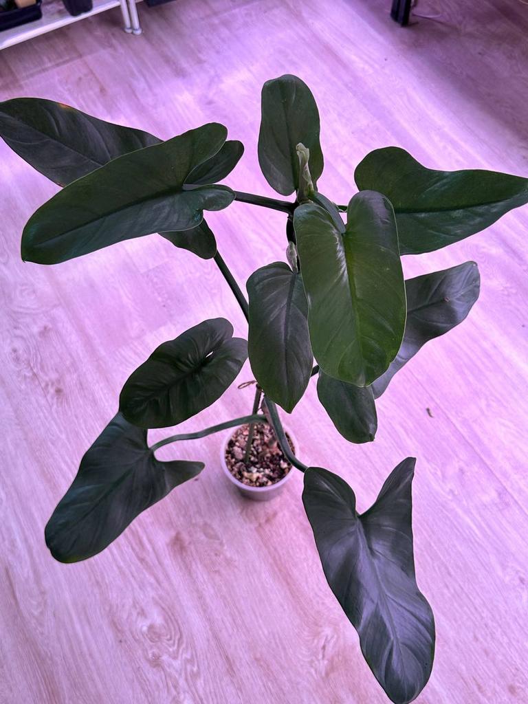 Филодендрон Хастатум Сильвер