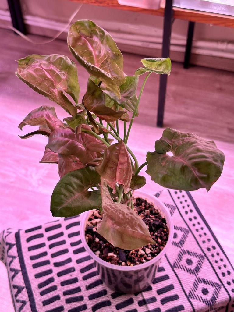 Сингониум Неон