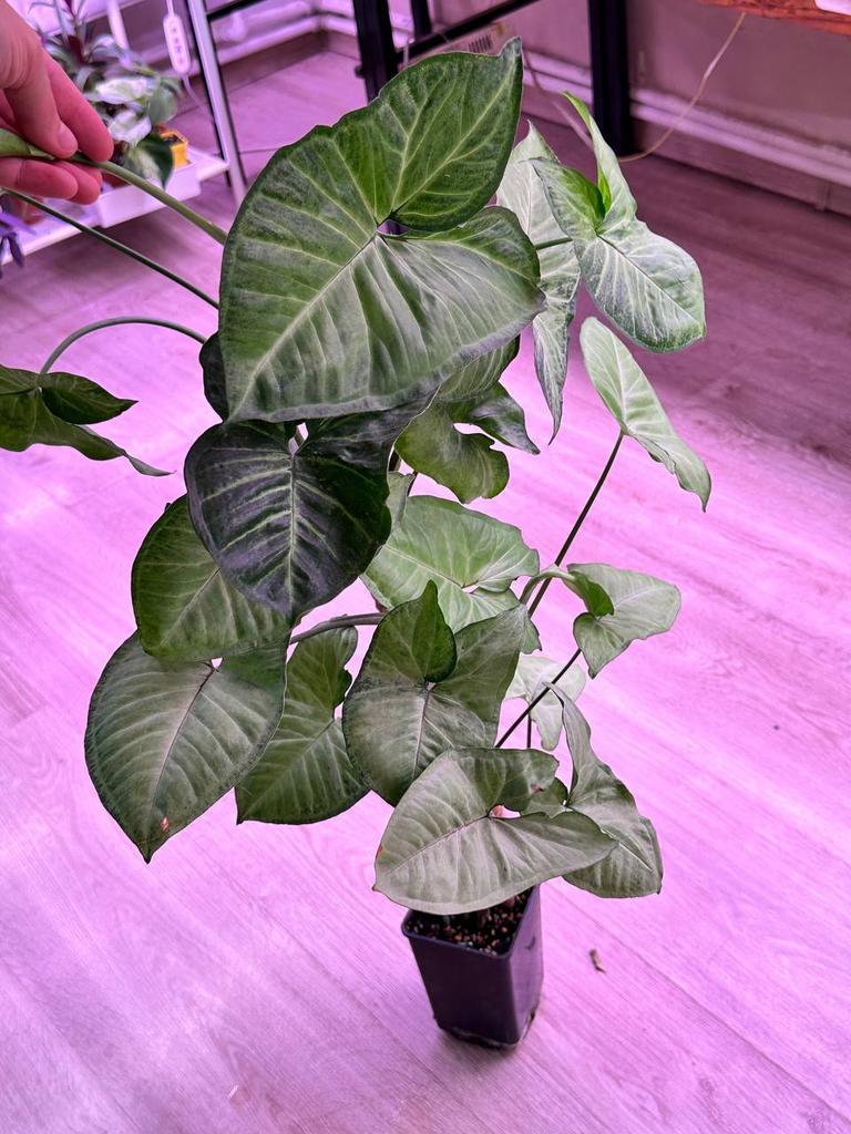 Сингониум Баттерфляй (крупный)