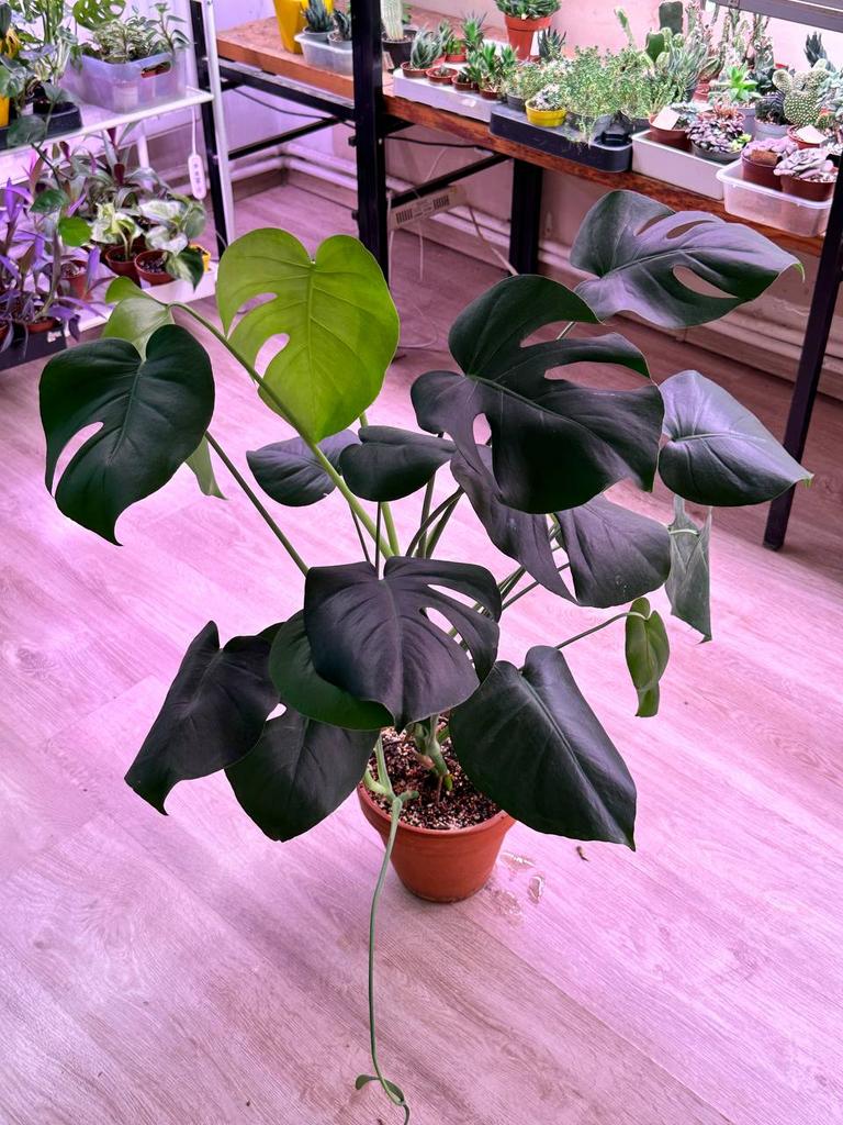 Монстера Делициоза в терракотовом горшке