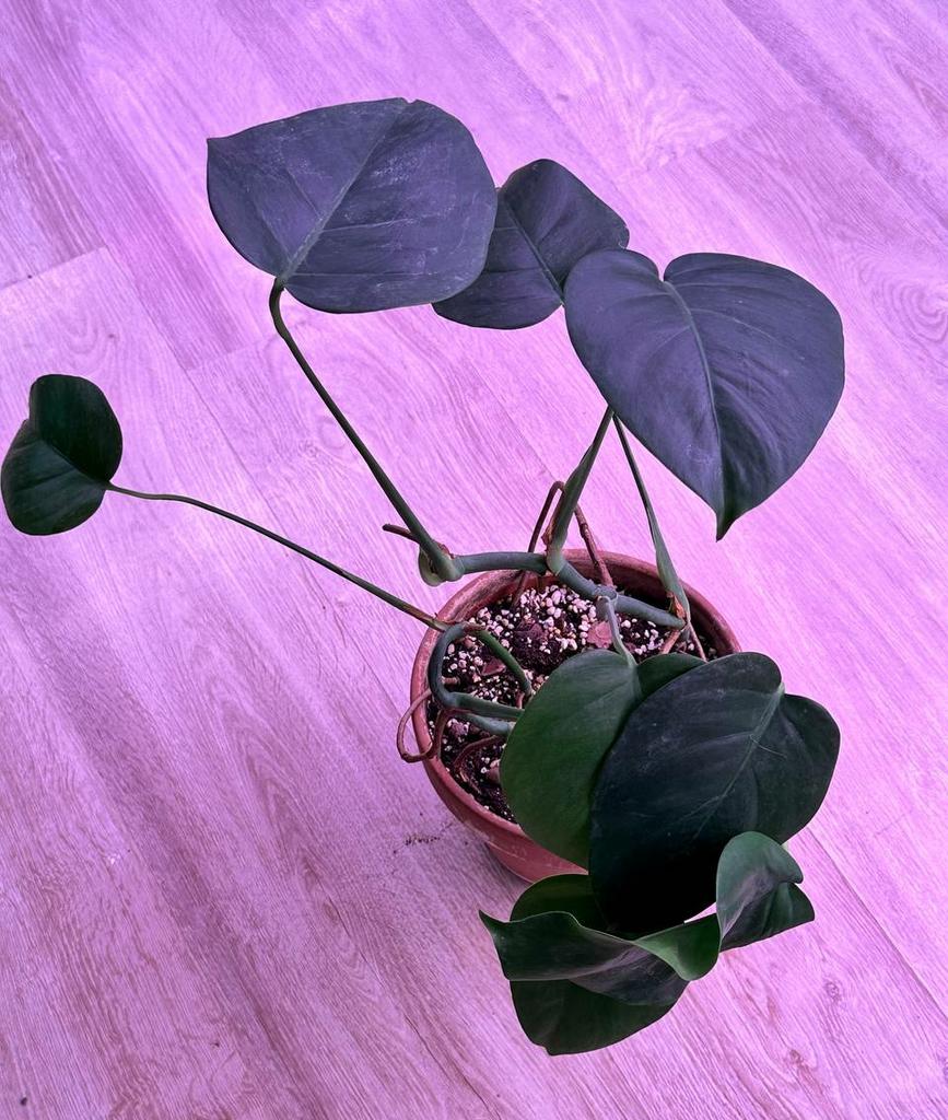 Монстера Делициоза в терракотовом горшке 2