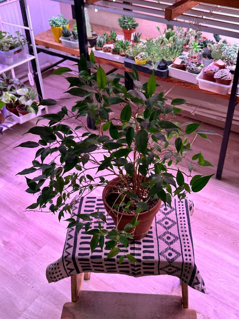 Фикус Бенджамина в терракотовом горшке