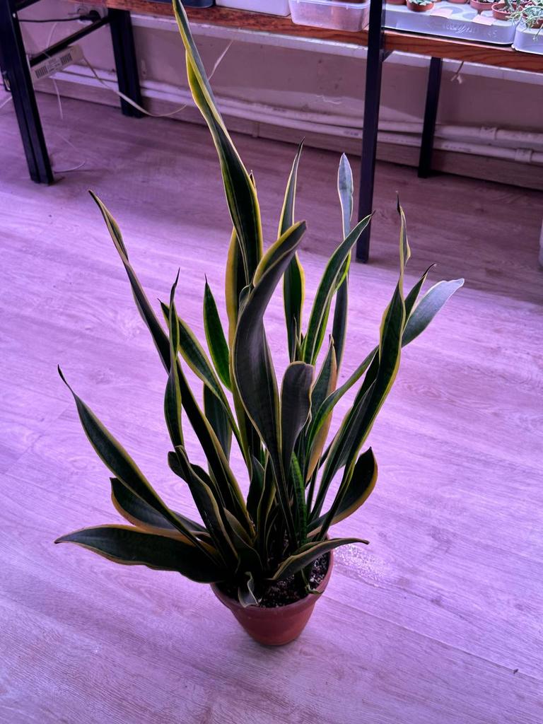 Сансевиерия Лауренти в терракотовом горшке