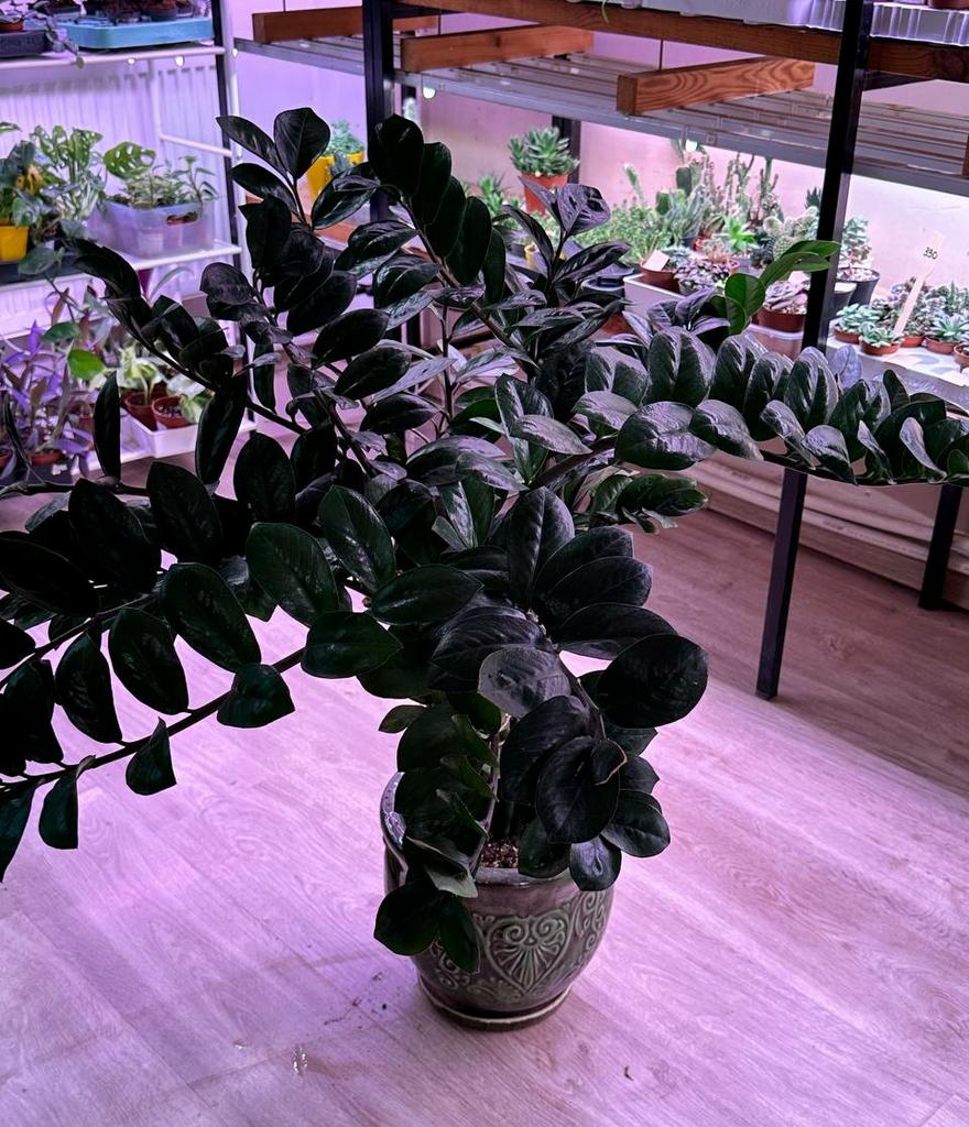 Замиокулькас в керамическом гошке