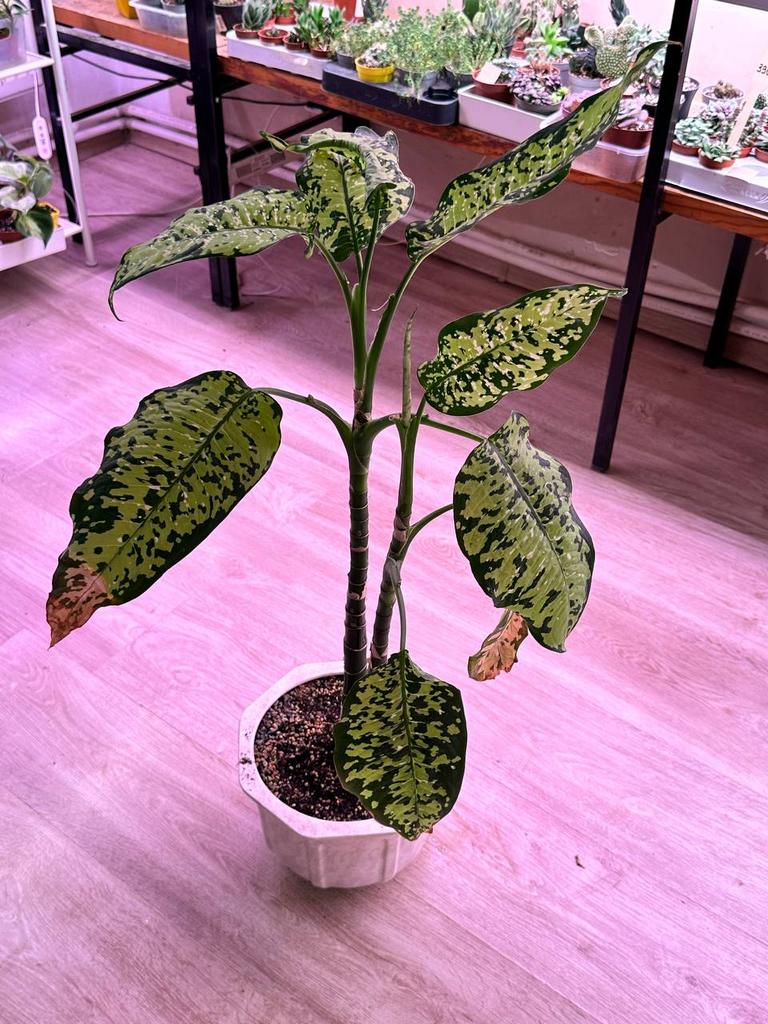 Диффенбахия в керамическом гошке