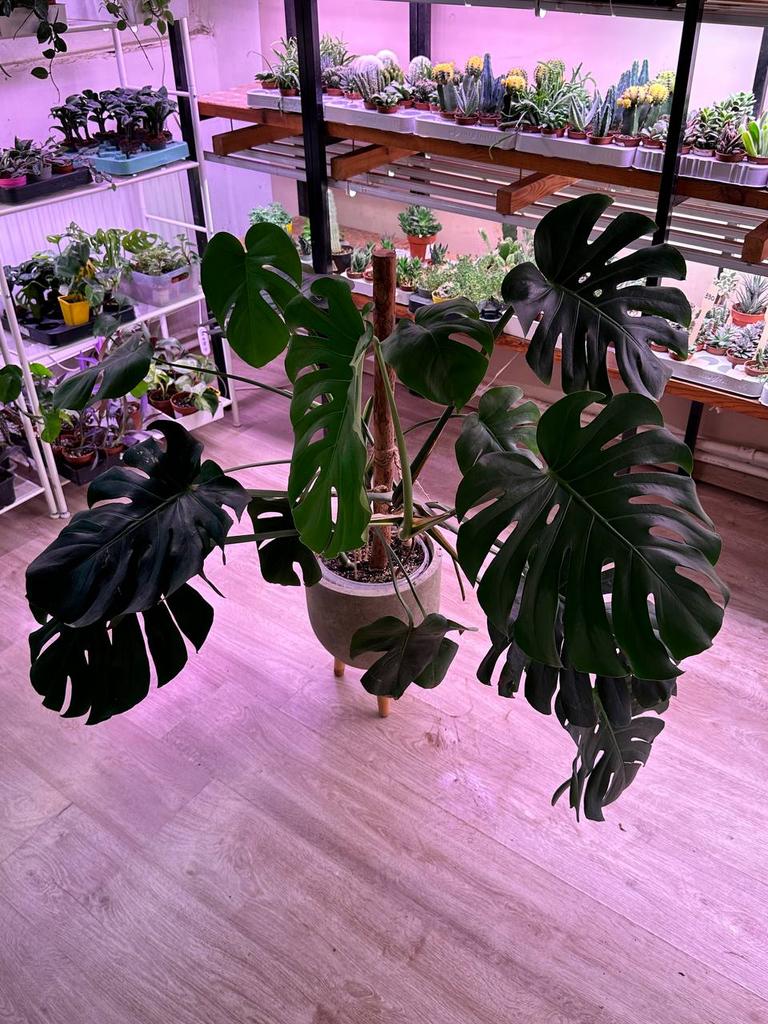 Монстера Делициоза на опоре