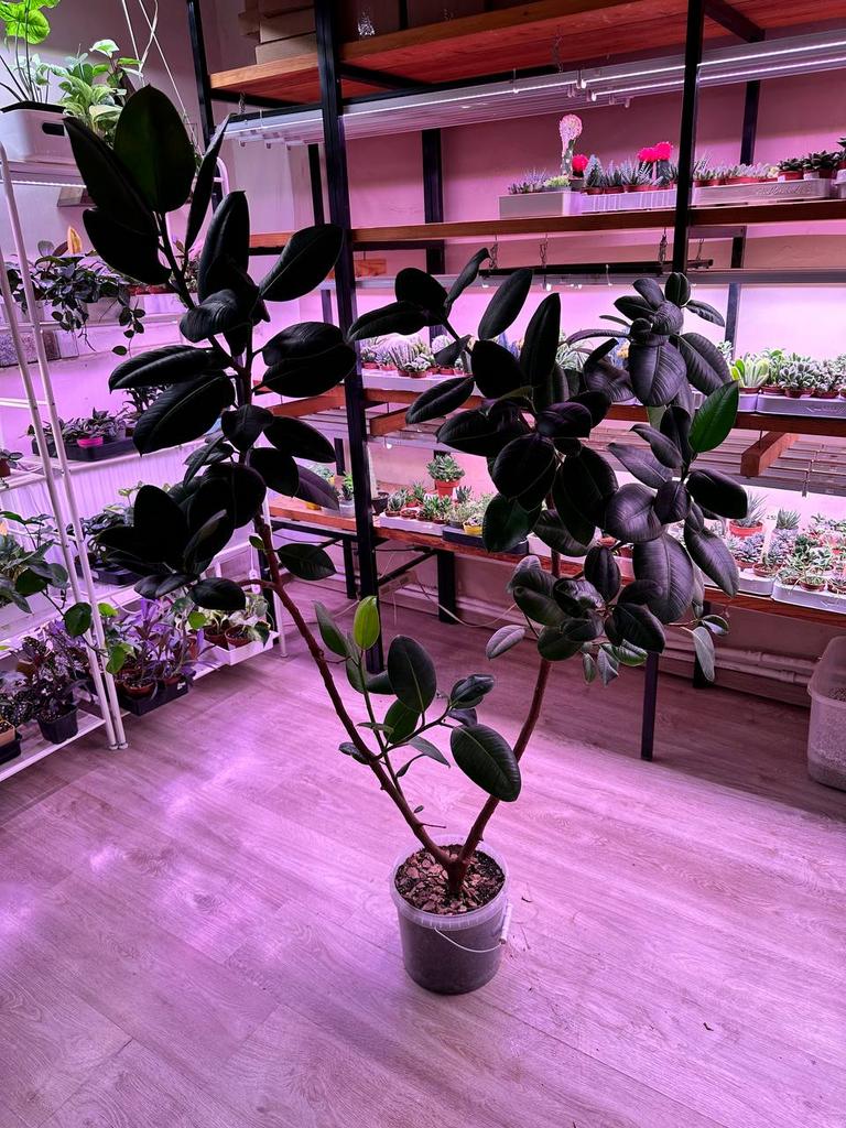 Фикус Эластика