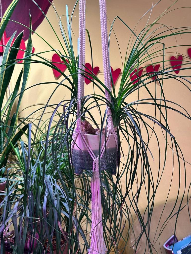 Нолина Рекурвата в подвесном кашпо