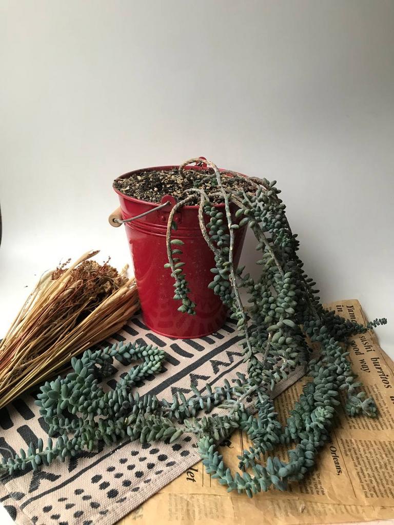 Седум в красном ведре