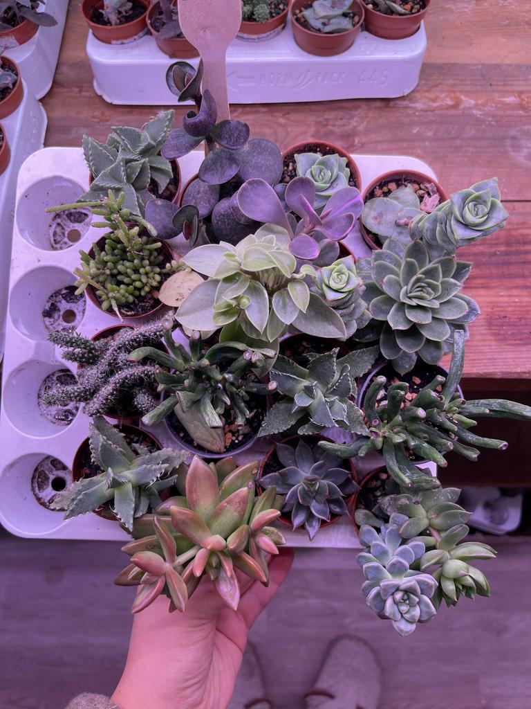 сет по 350 №2