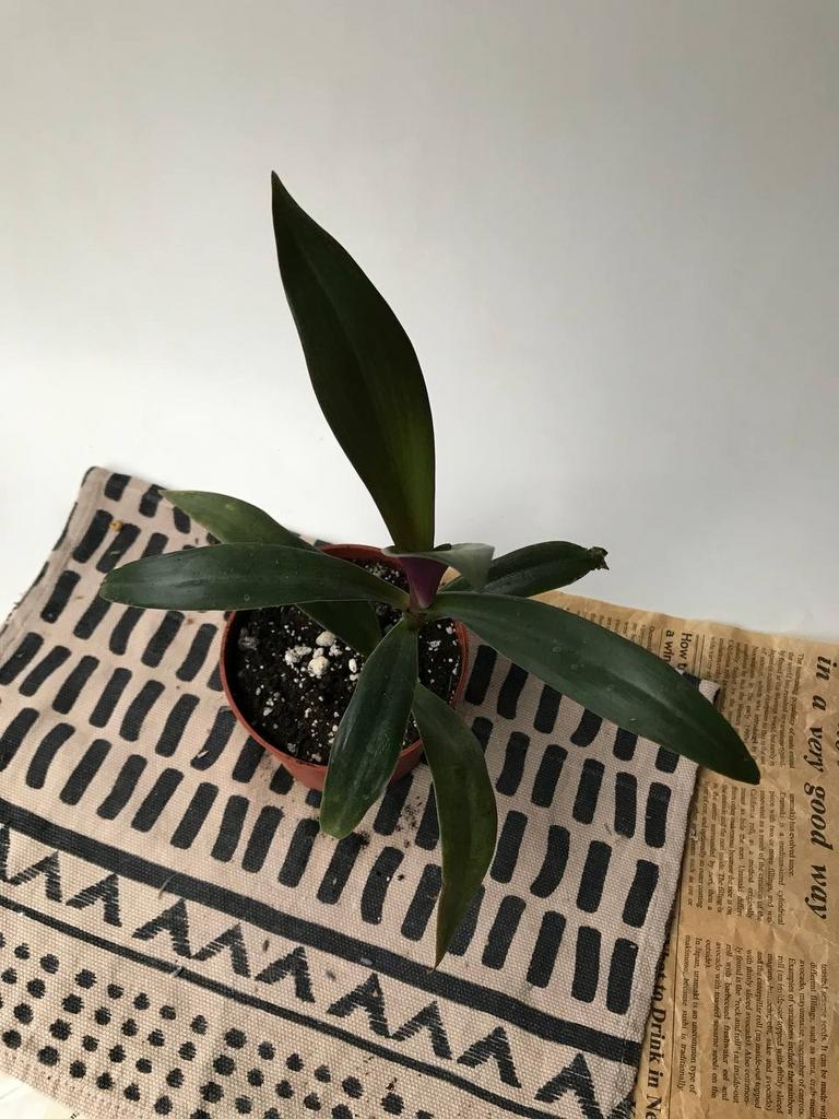 Традесканция Рео