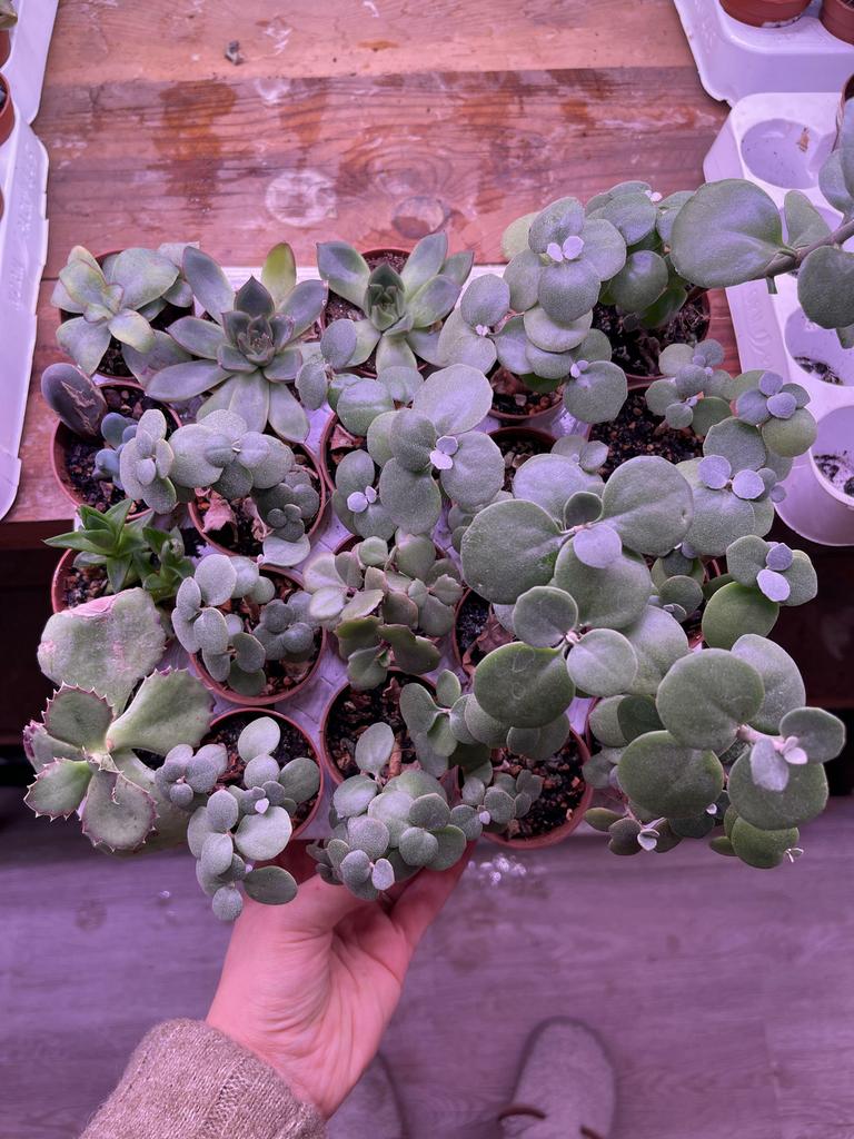 сет по 150 №3