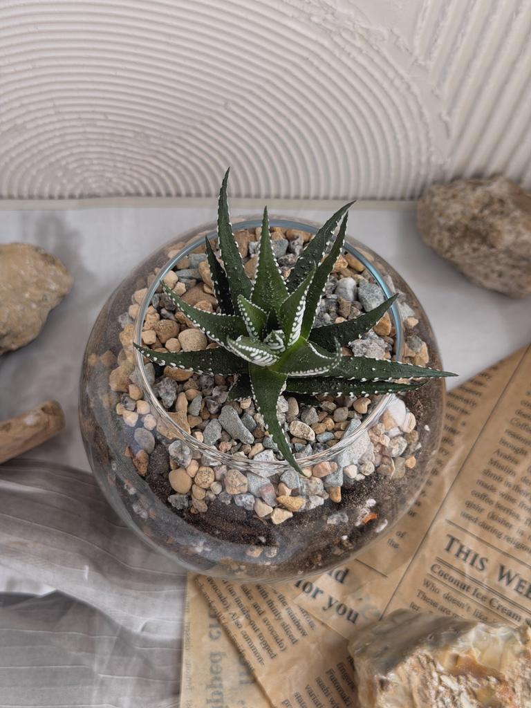 Хавортия в шаре