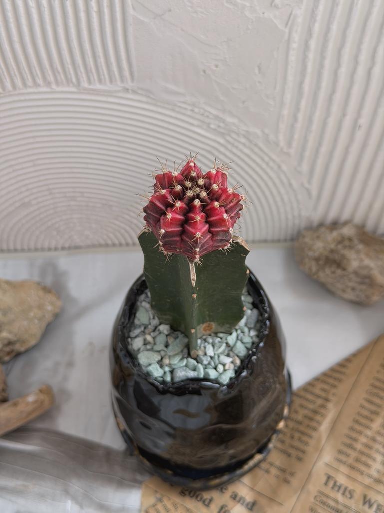 Гимнокалициум в керамическом горшочке с подставкой