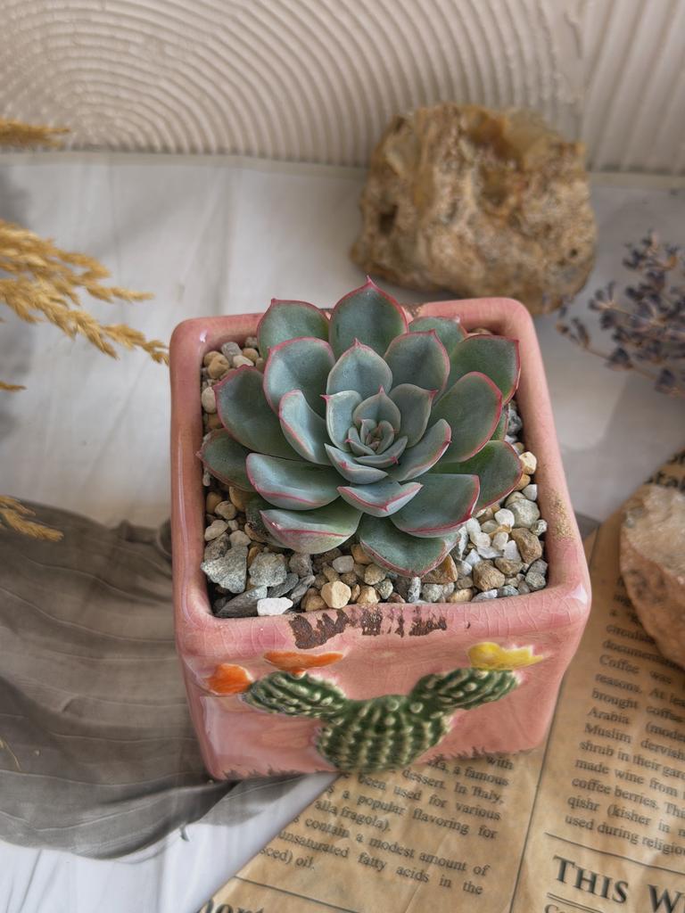 Геркулес в розовом горшочке