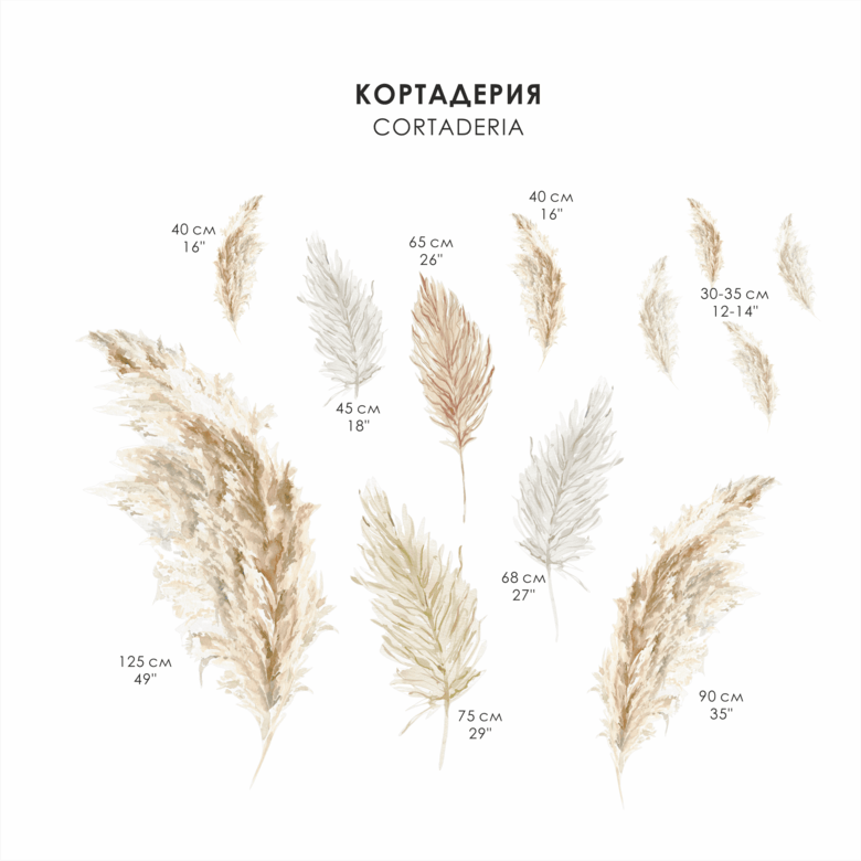 Наклейка на стену "КОРТАДЕРИЯ "